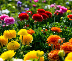 Seeds Of Strength ranunculus bulbs are easy to plant for quick color in beds