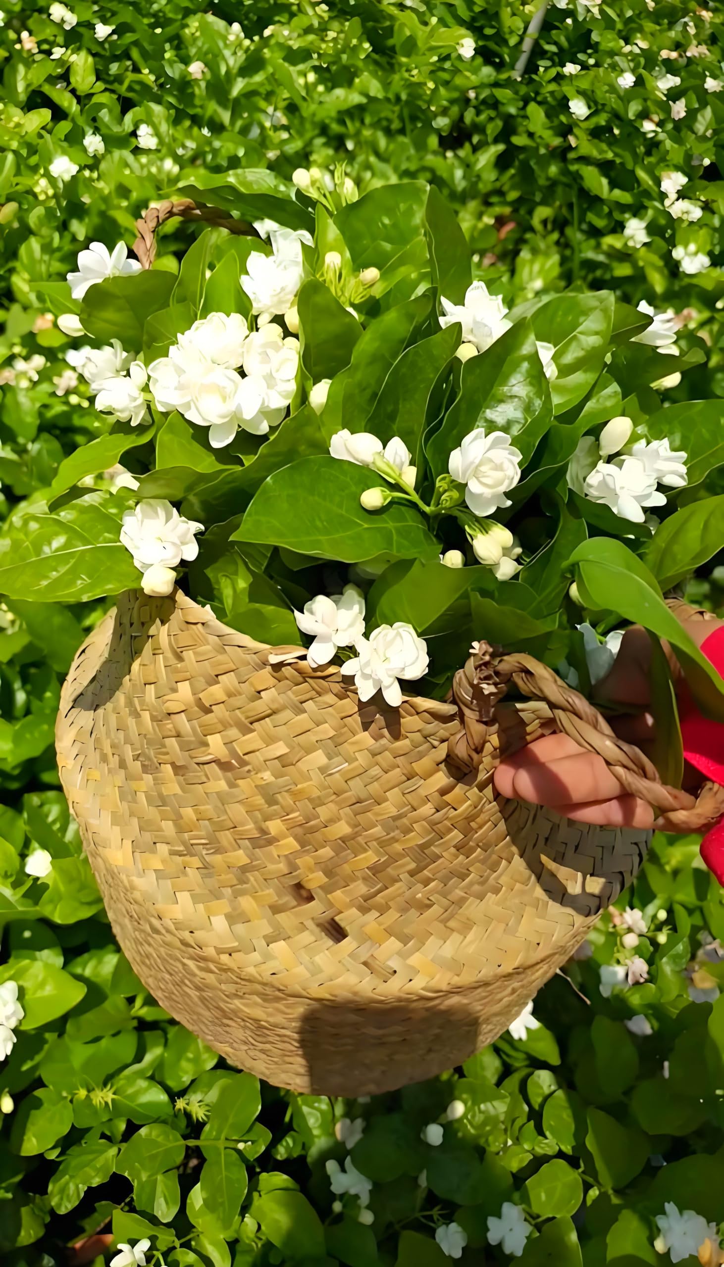 Seeds Of Strength warm humid setup supports jasmine germination and vigor