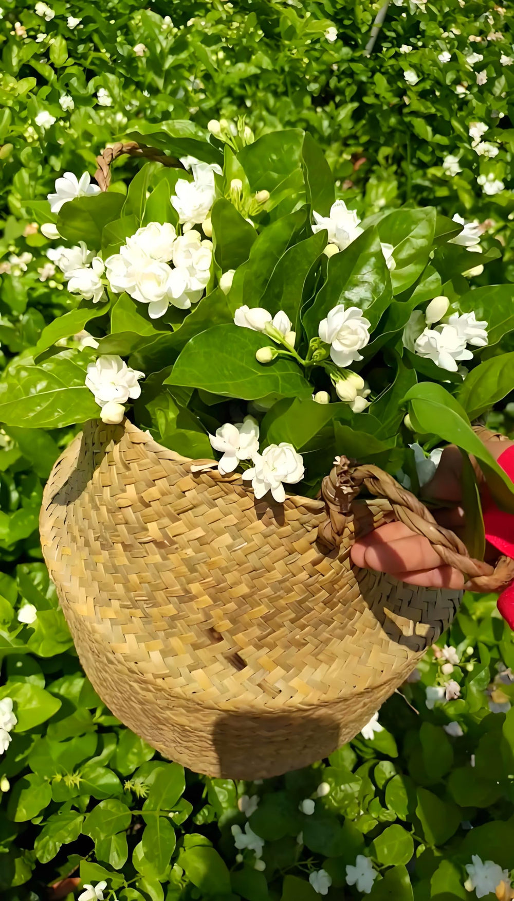 Seeds Of Strength warm humid setup supports jasmine germination and vigor