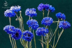 Seeds2Go Centaurea cyanus stems and blooms show sturdy growth suitable for beds and borders.