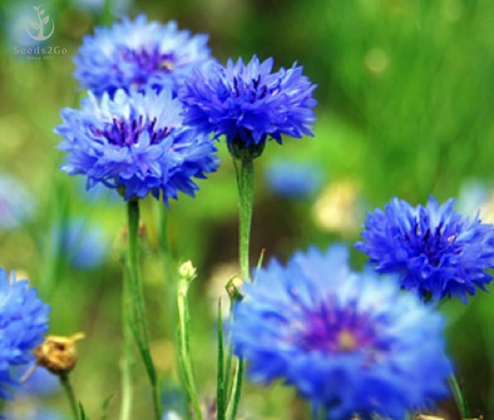 Seeds2Go Dwarf Blue Cornflower blooms in a sunny bed, attracting pollinators and brightening borders.