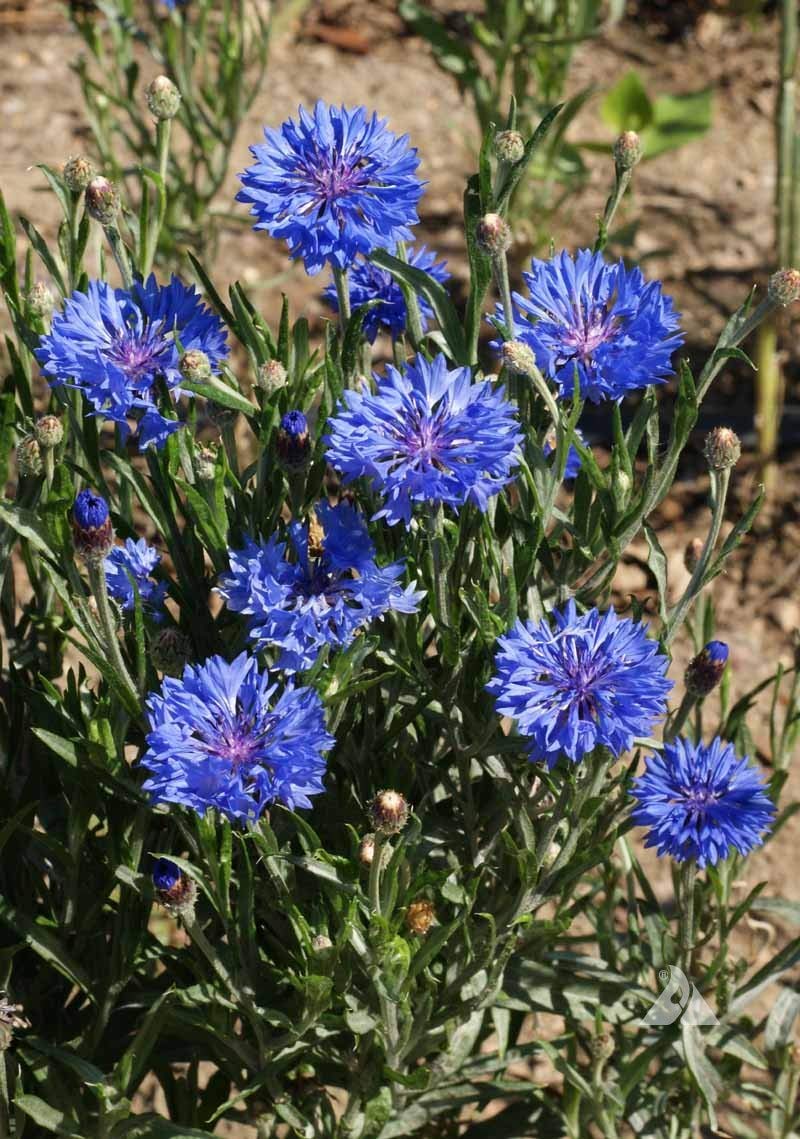 Seeds2Go Dwarf Blue Cornflower seed packet for spring plantings.