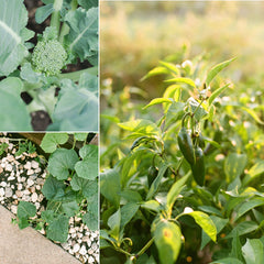 Sereniseed bean seeds bush pack for reliable harvest.