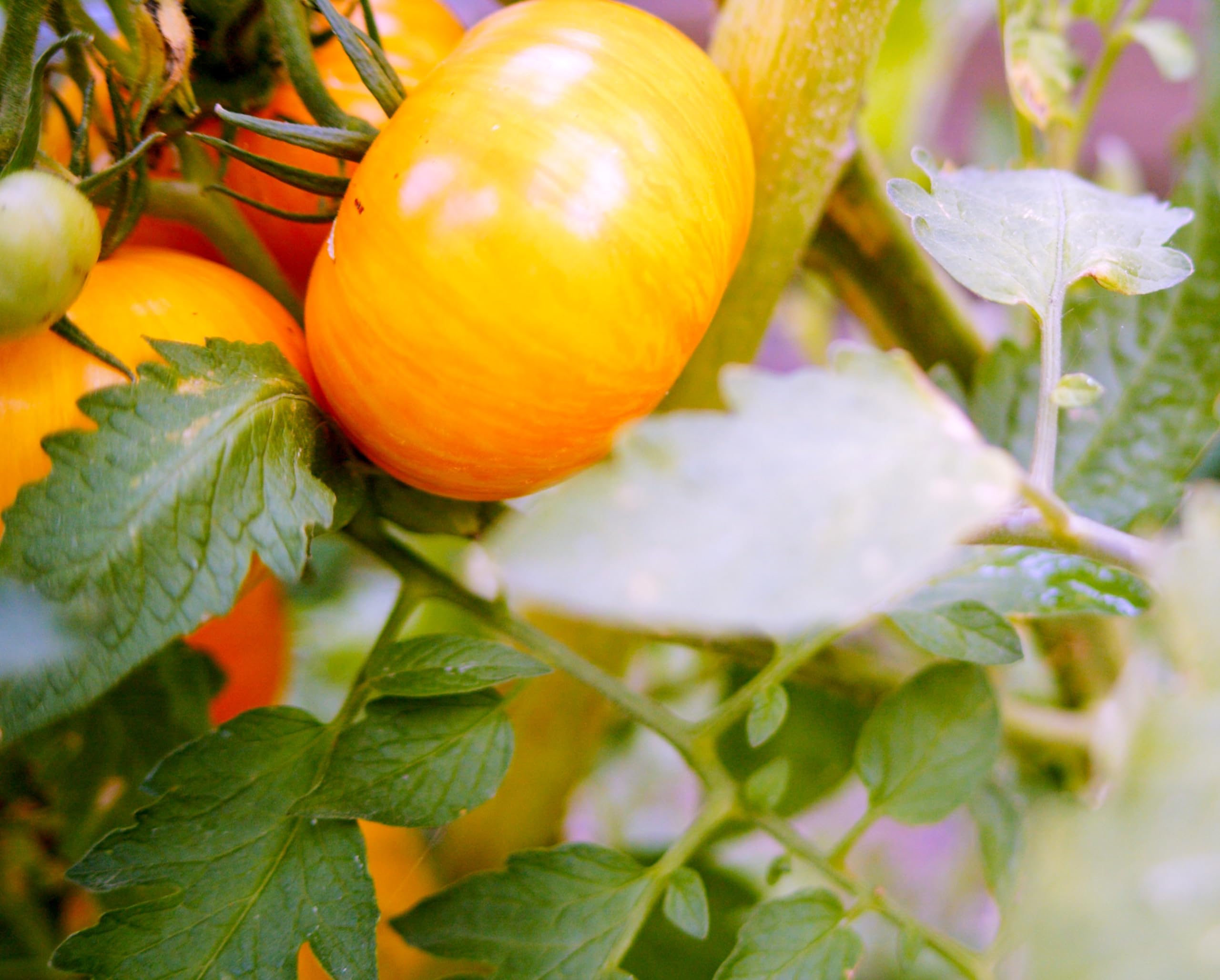 Sereniseed Black Krim seeds for deep-flavored roasting tomatoes