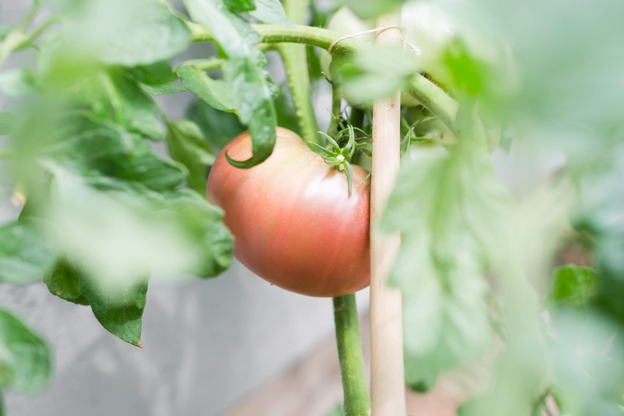 Sereniseed Green Zebra seeds for tangy, vibrant salads