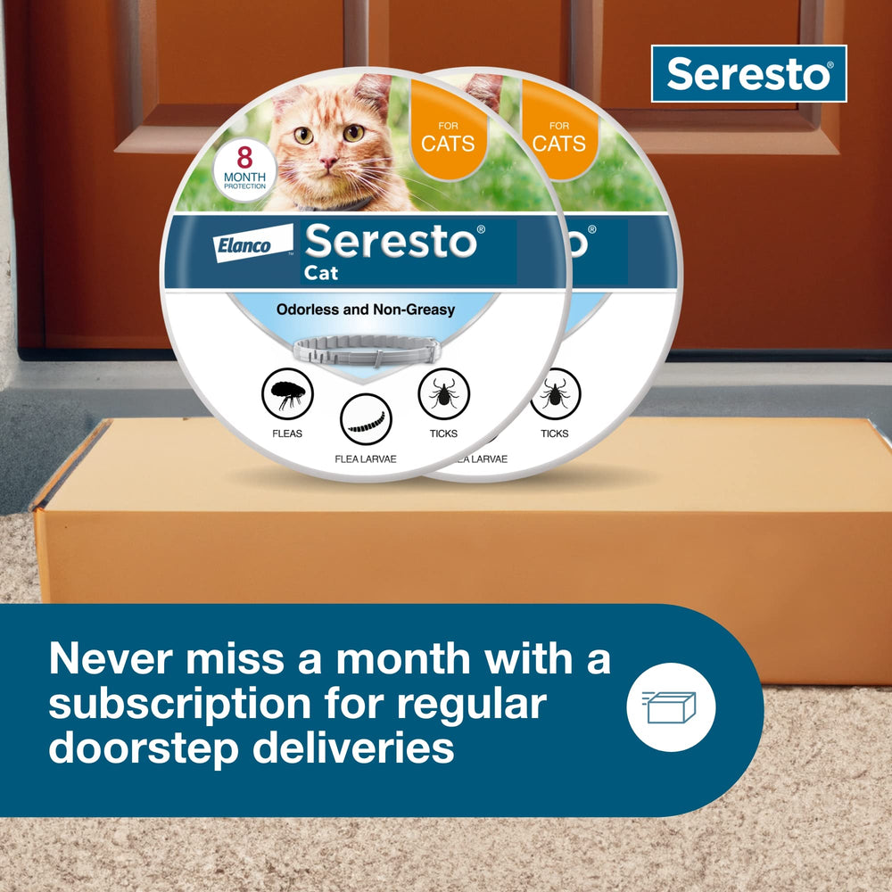 Seresto collar visible on indoor/outdoor-ready cat.