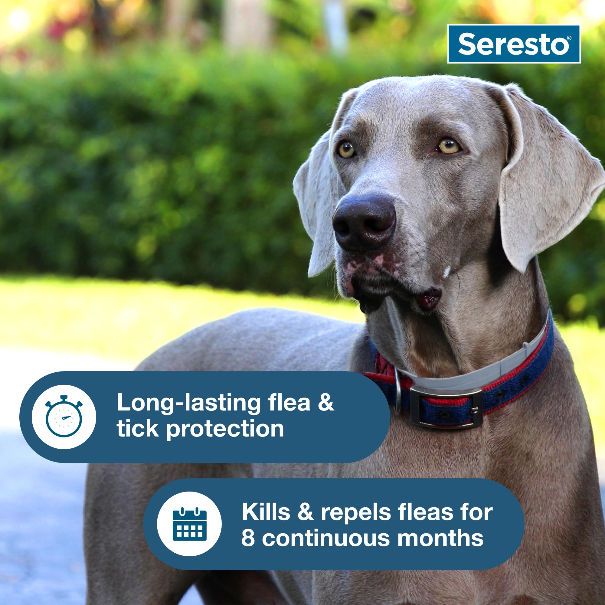 Seresto collar after 24 hours kills fleas on contact