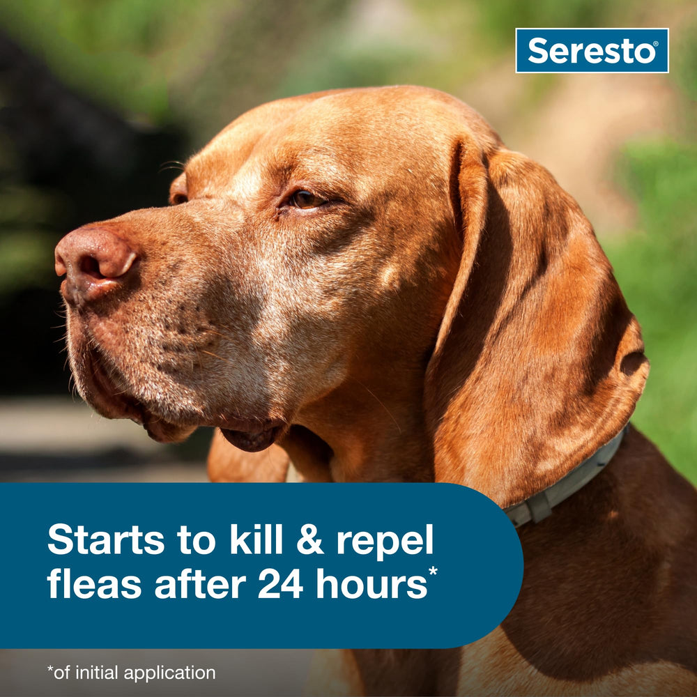 Seresto large dog collar on a couch, highlighting odorless, non-greasy design