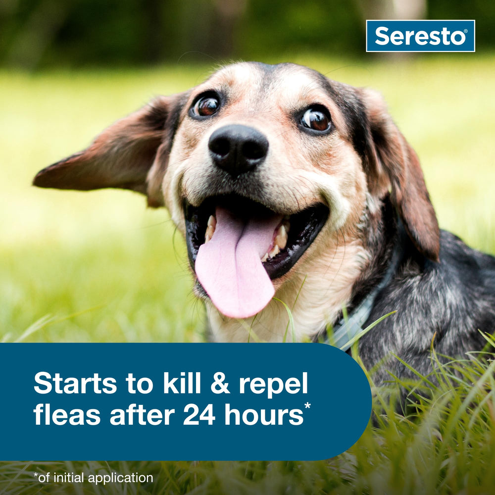 Seresto small dog collar worn in wet conditions shows water resistance