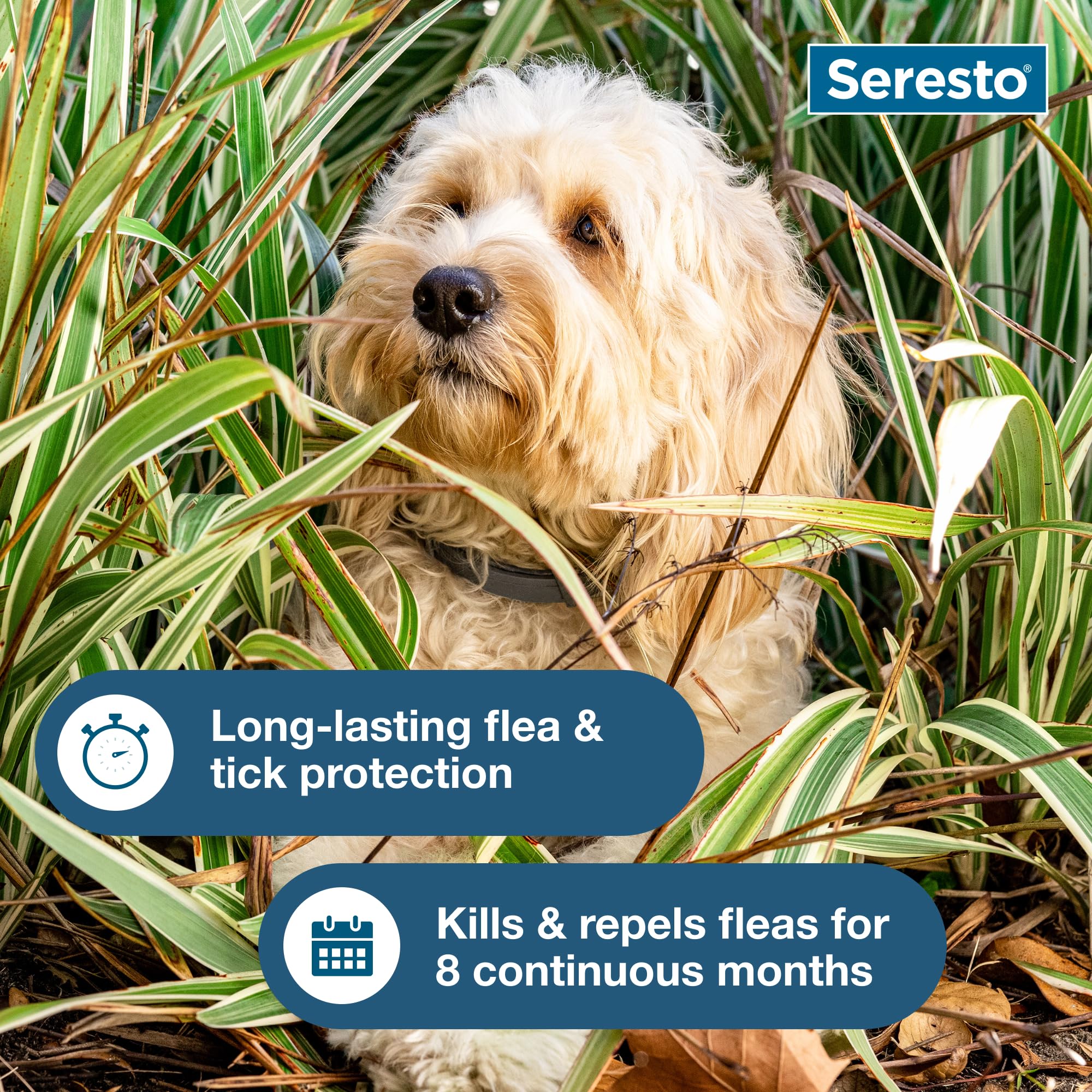 Seresto small dog collar close-up reveals odorless non-greasy design
