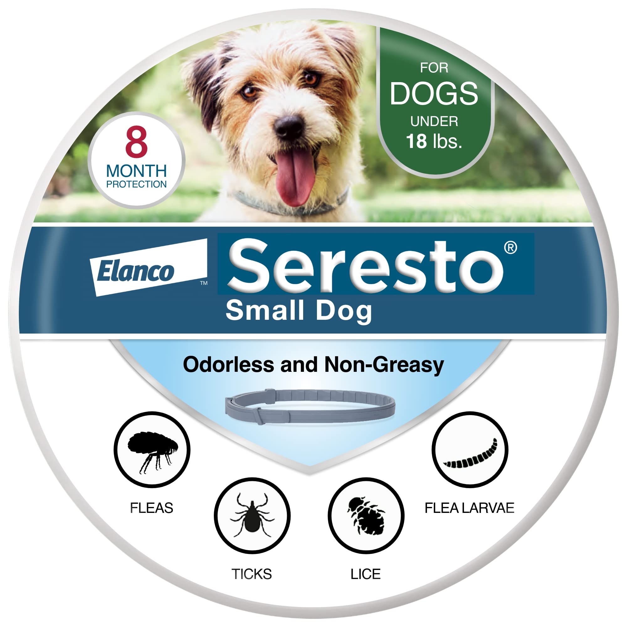 Seresto small-dog collar on neck delivering long-lasting flea and tick protection.