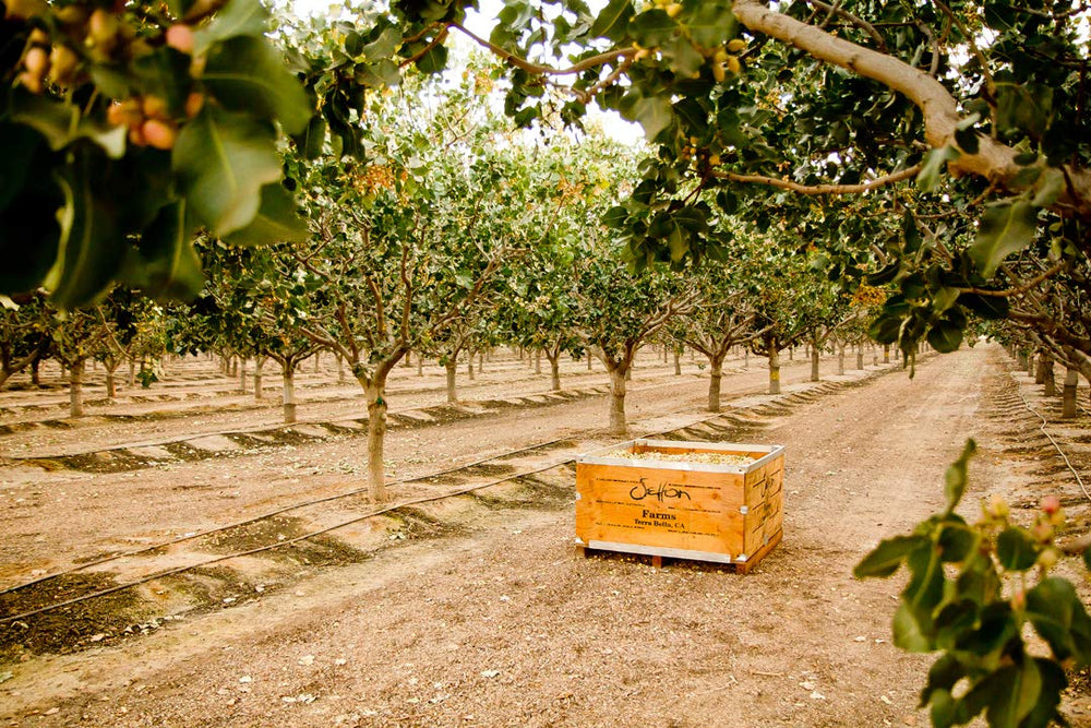 Setton Farms kosher parve pistachios ready for snack time