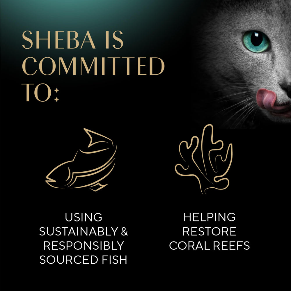 Sheba Perfect Portions grain-free recipe; simple, protein-forward meals for cats.