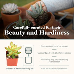 Shop Succulents collectors pack 20 colorful textures closeup highlights varied leaf shapes for terrariums