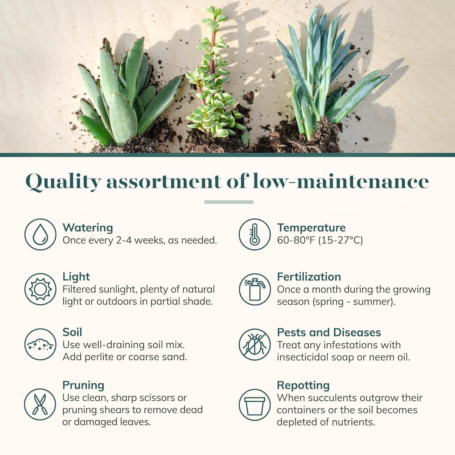 Shop Succulents Endless Summer Pack color and texture variety for year-round charm.