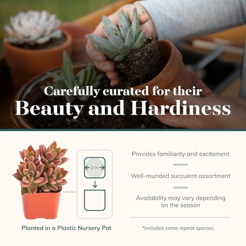 Shop Succulents Endless Summer Pack grow pot closeup for easy home gardening.