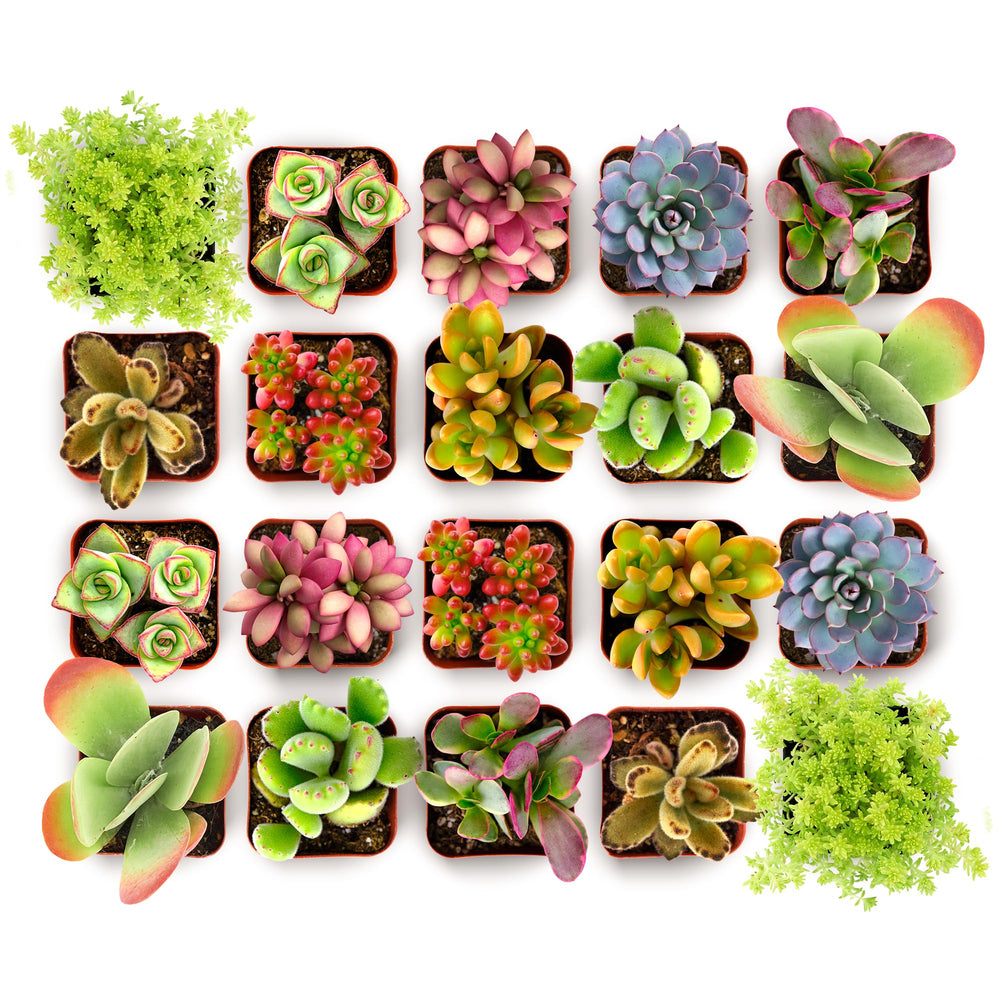 Shop Succulents Endless Summer Pack mini succulent plant for bright, low-maintenance decor.