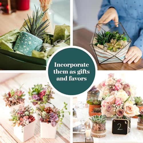 Shop Succulents Endless Summer Pack terrarium display option adds natural texture.
