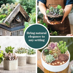 Shop Succulents Endless Summer Pack wedding favor idea—versatile party keepsakes.