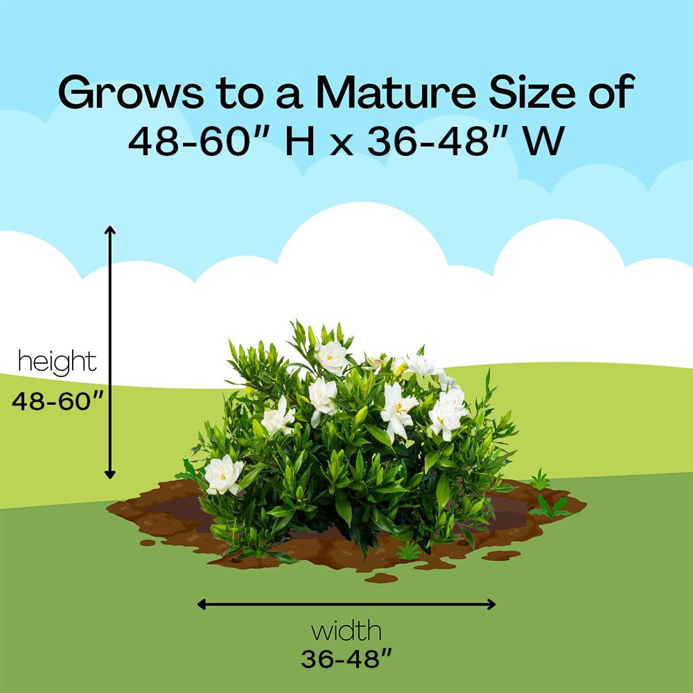 Shrub Frostproof Gardenia entryway fragrance near doors and patios.