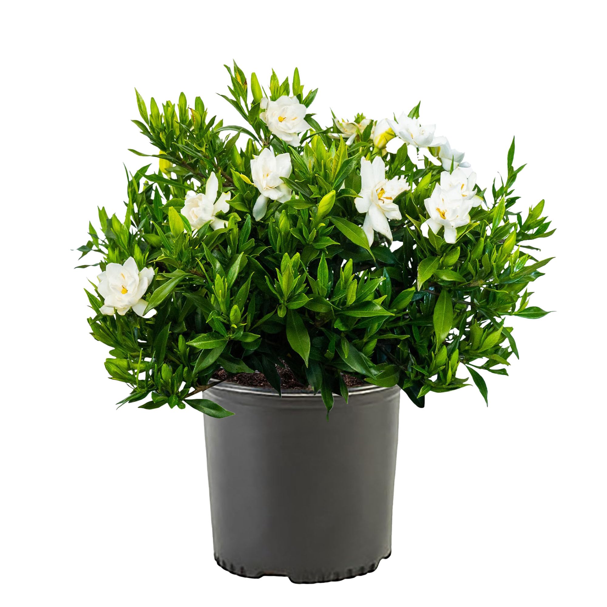 Shrub Frostproof Gardenia glossy leaves close-up for lush year-round greenery.