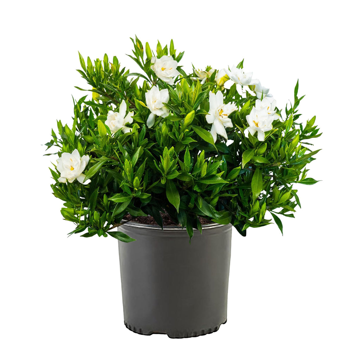 Shrub Frostproof Gardenia glossy leaves close-up for lush year-round greenery.