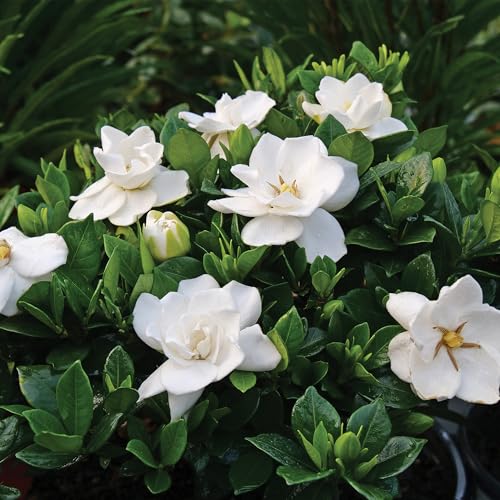 Shrub Frostproof Gardenia hedge form, ideal for neat borders.