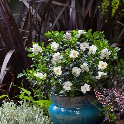 Shrub Frostproof Gardenia mature size 48 inches, foundation planting.