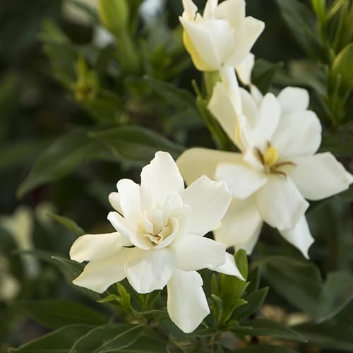 Shrub Frostproof Gardenia white blooms full view, fragrant blossoms.
