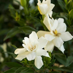 Shrub Frostproof Gardenia white blooms full view, fragrant blossoms.