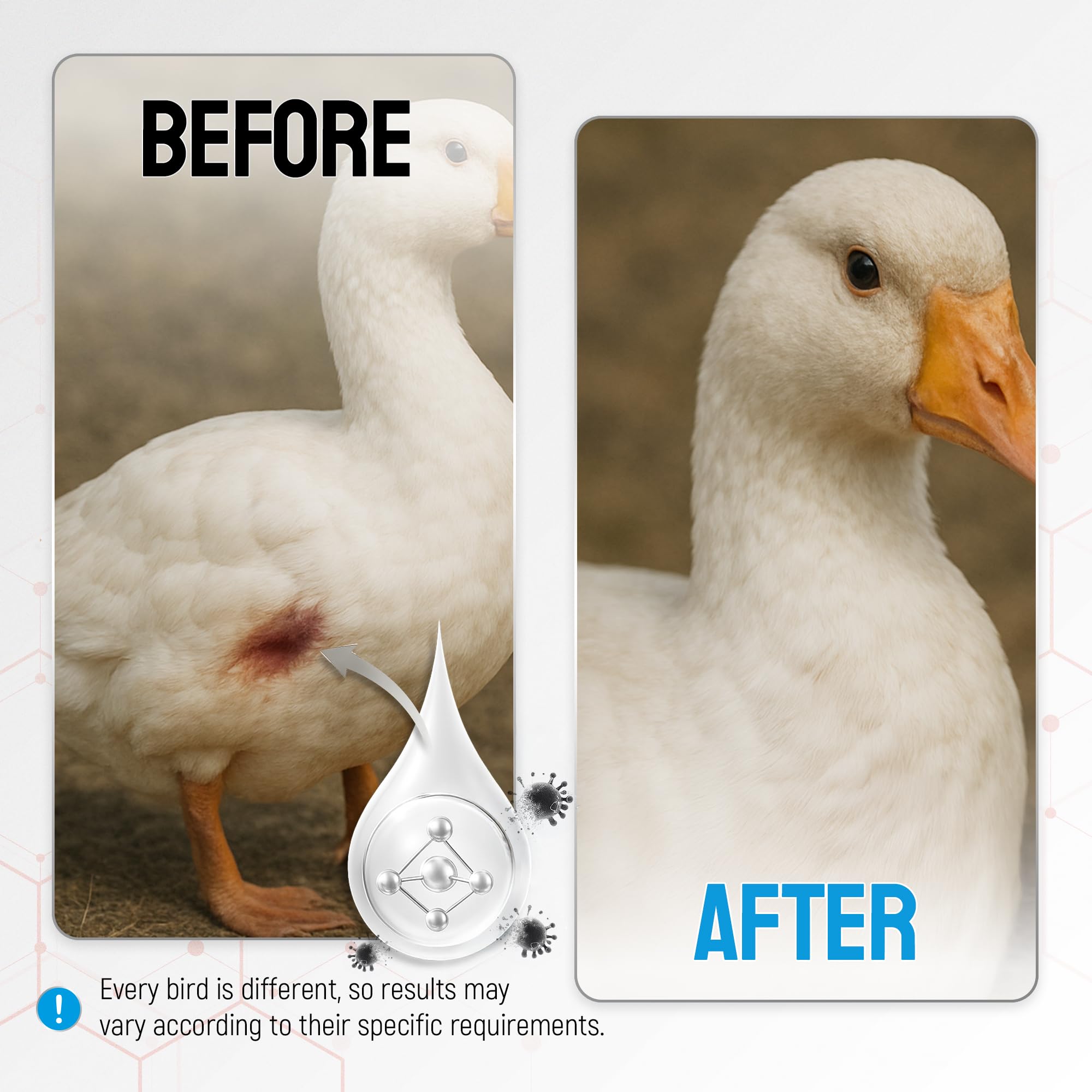 SILVER GRADE sans-antibiotiques : alternative naturelle pour volailles.
