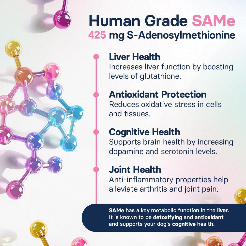 SilymarinAdvanced dog energy during walk showcases cognitive support and vitality.