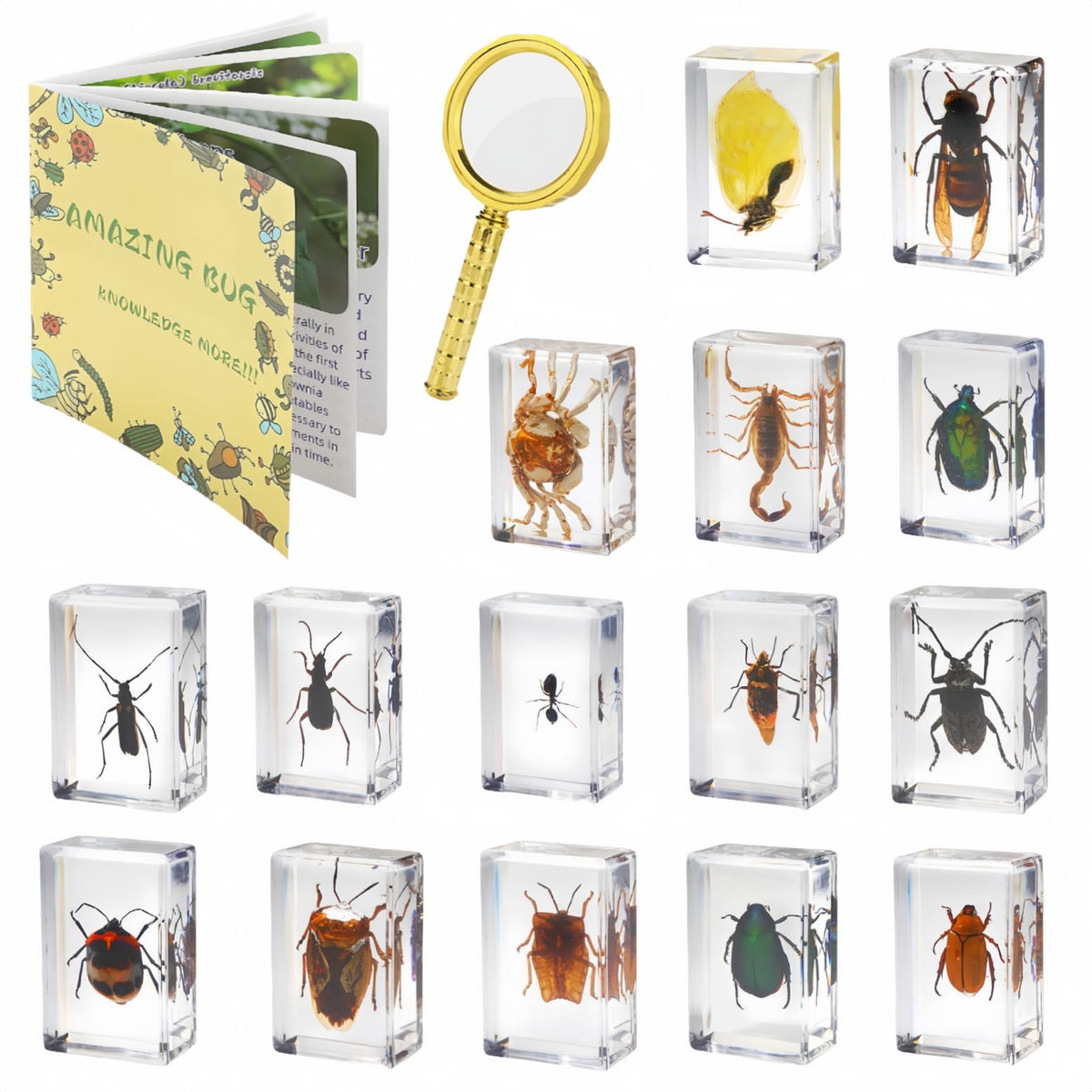 SINGEWOW 15-insect specimens set displayed for classroom study and observation