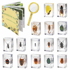 SINGEWOW 15-insect specimens set displayed for classroom study and observation