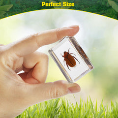 SINGEWOW magnifying glass included to inspect fine insect details