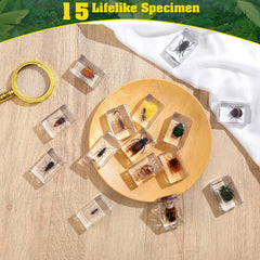 SINGEWOW resin insect specimens showing natural forms for science education