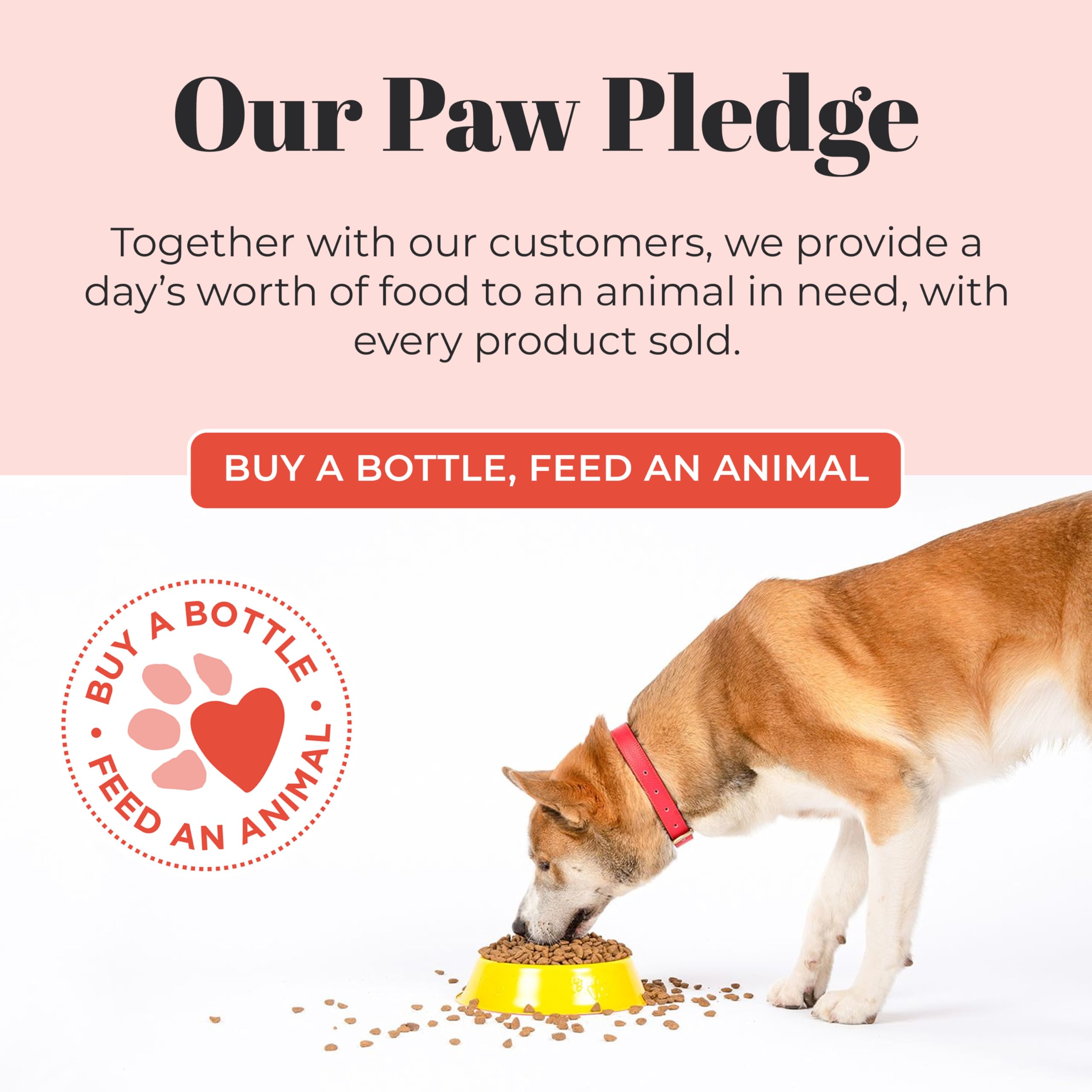 Skout's Honor eco-friendly packaging box for dog shampoo duo.