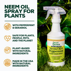 Neem oil spray on glossy leaves for shine and protection from pests