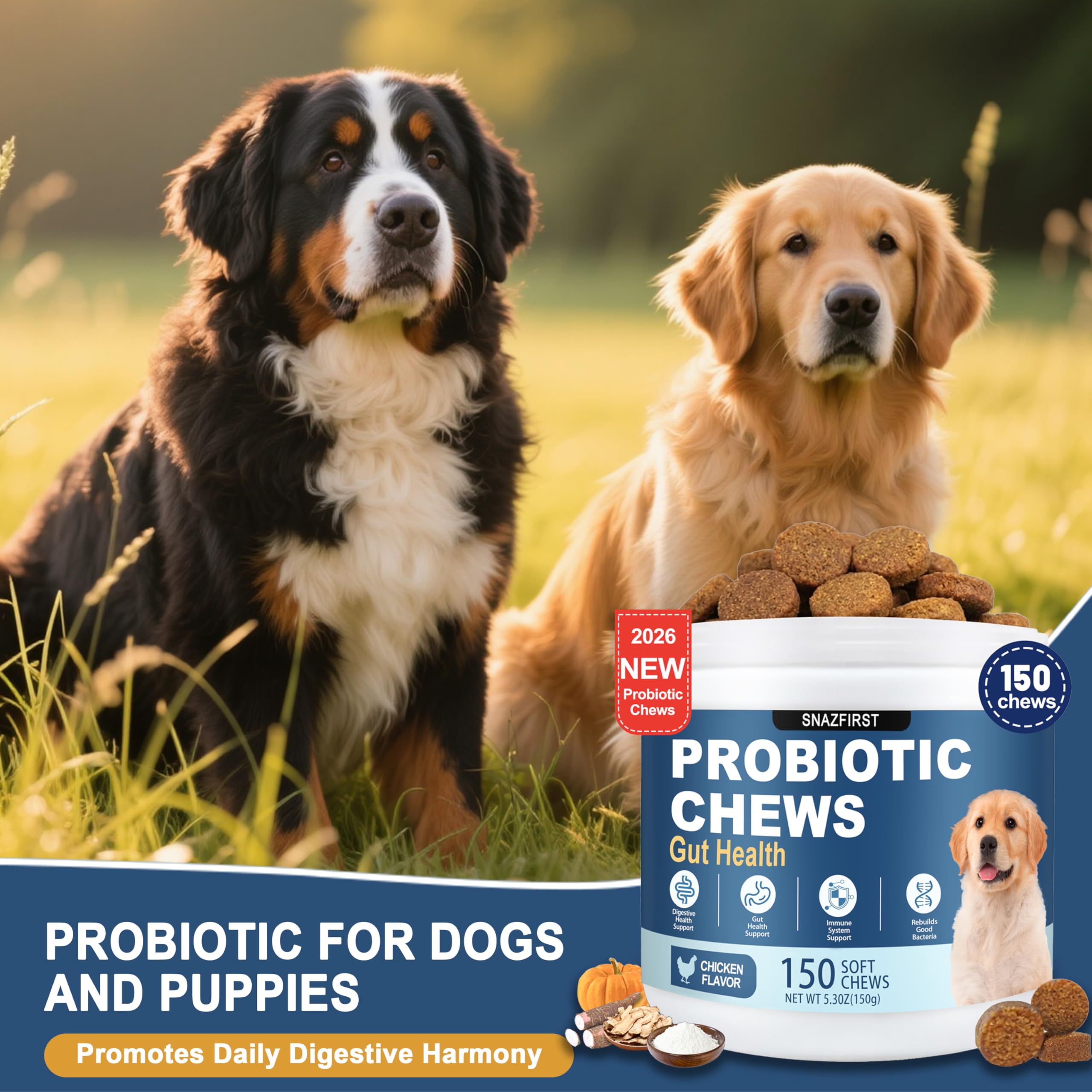 Cozy dog lifestyle with SnazFirst Probiotics for Dogs suitable from puppies to seniors
