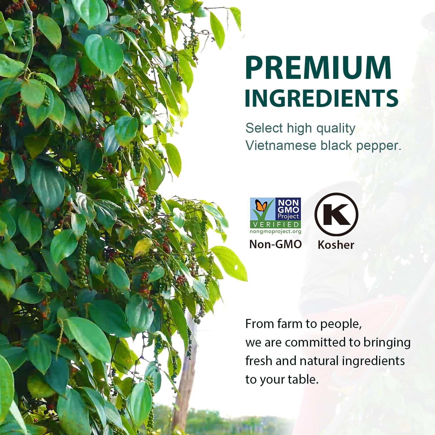 Soeos Black Peppercorns enhance soups and stews with warm, fruity brightness.
