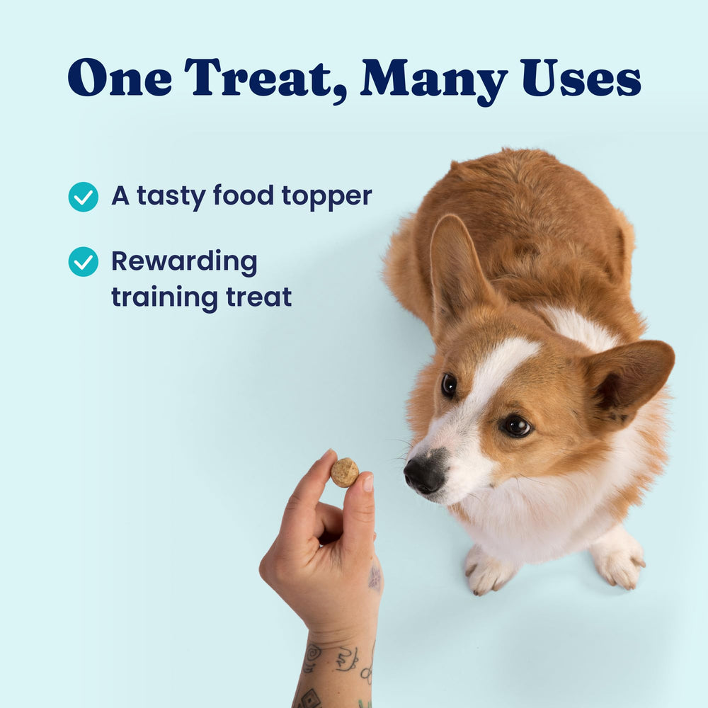 Solid Gold training treats topping a kibble bowl during cozy training.