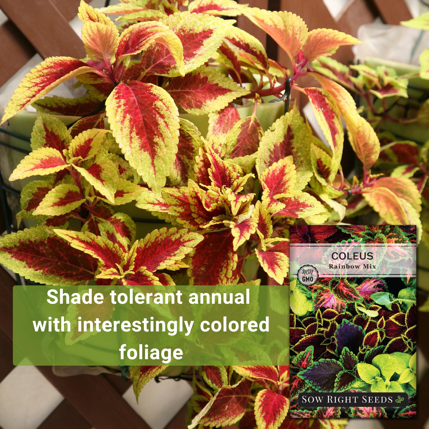 Sow Right Seeds Coleus Rainbow Mix leaves with vibrant multi-color patterns.