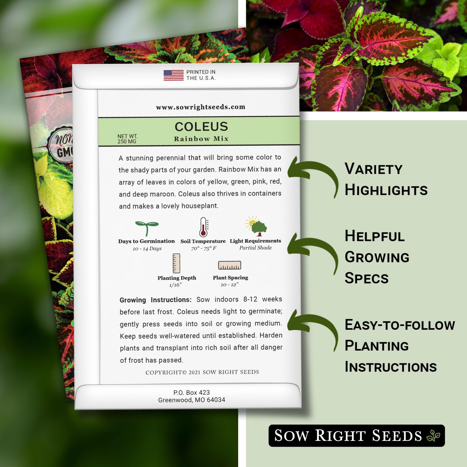 Sow Right Seeds Coleus Rainbow Mix close-up germination potential and growth.