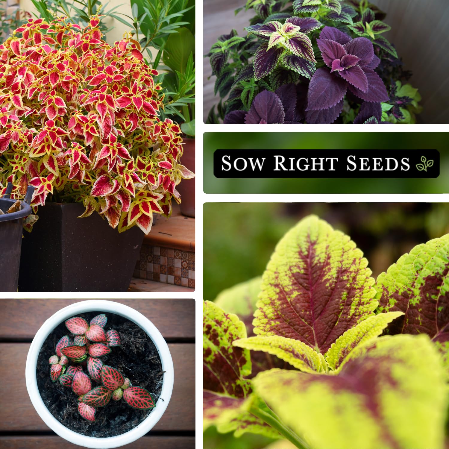 Sow Right Seeds Coleus Rainbow Mix plant reaching 18-30 inches tall in garden.