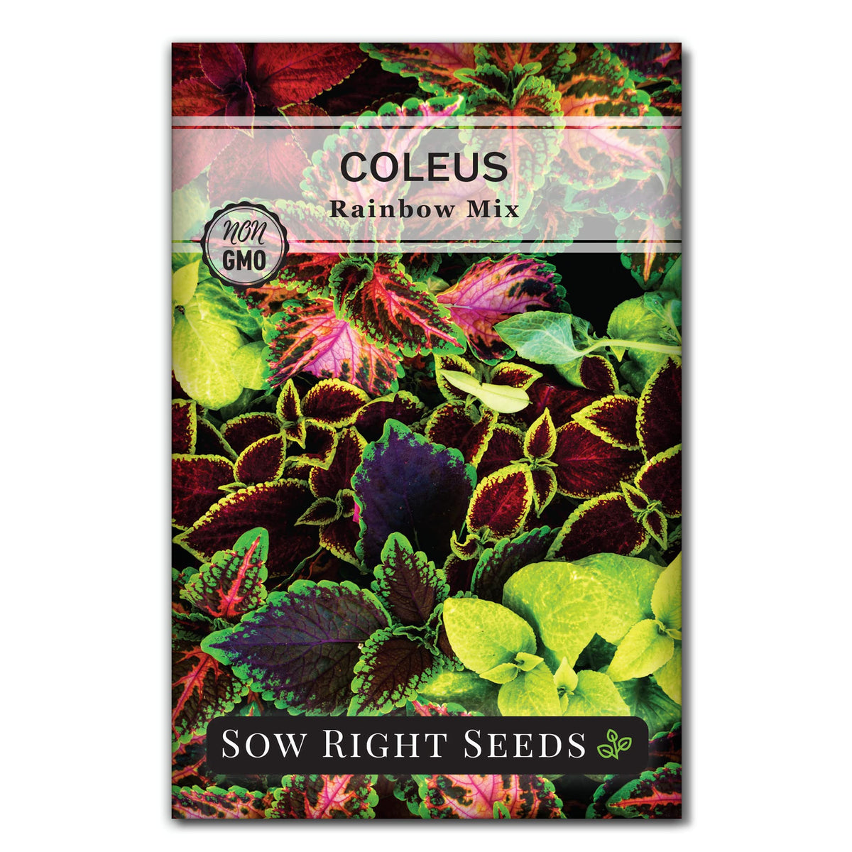 Sow Right Seeds Coleus Rainbow Mix seeds packet showing color variety for borders.