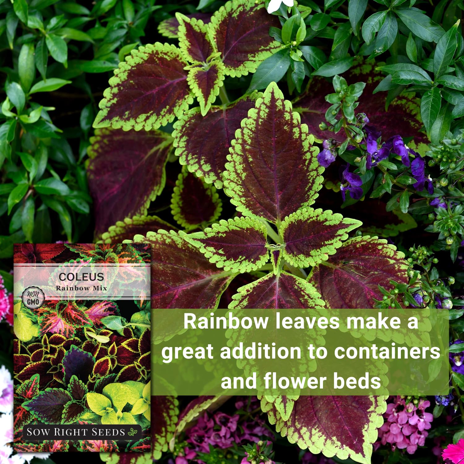 Sow Right Seeds Rainbow Mix thriving in a shaded garden display.