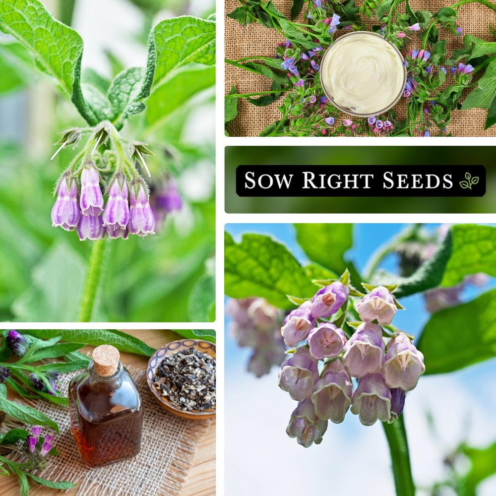 Sow Right Seeds comfrey germination in 14–21 days under warm soil.