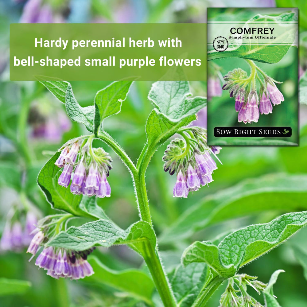 Sow Right Seeds comfrey purple flowers attract pollinators in sun.