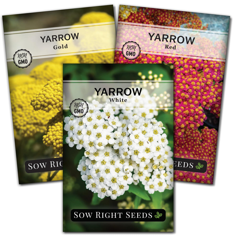 Sow Right Seeds common white yarrow seed packet showing fragrant foliage for borders.