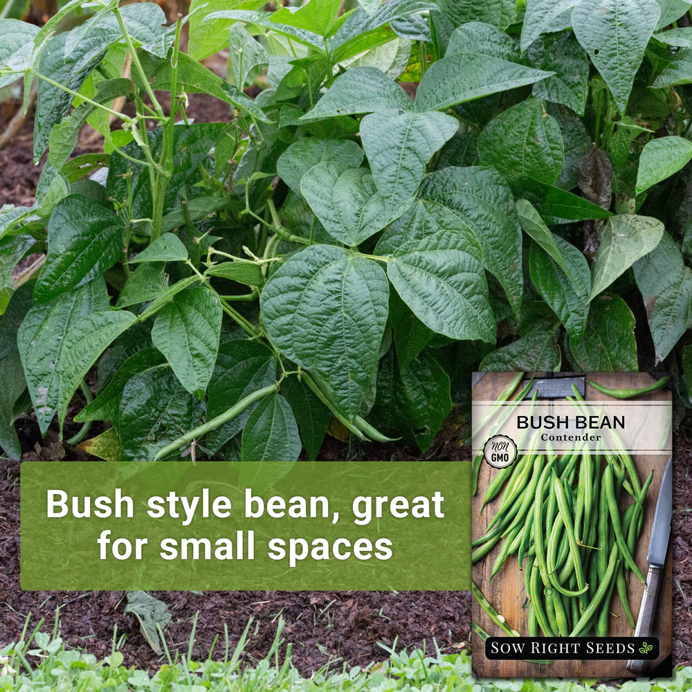 Contender bush bean plant growing 12–22 inches tall in sun.